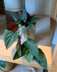 Syngonium podophyllum ・Chocolate シンゴニウム・チョコレート