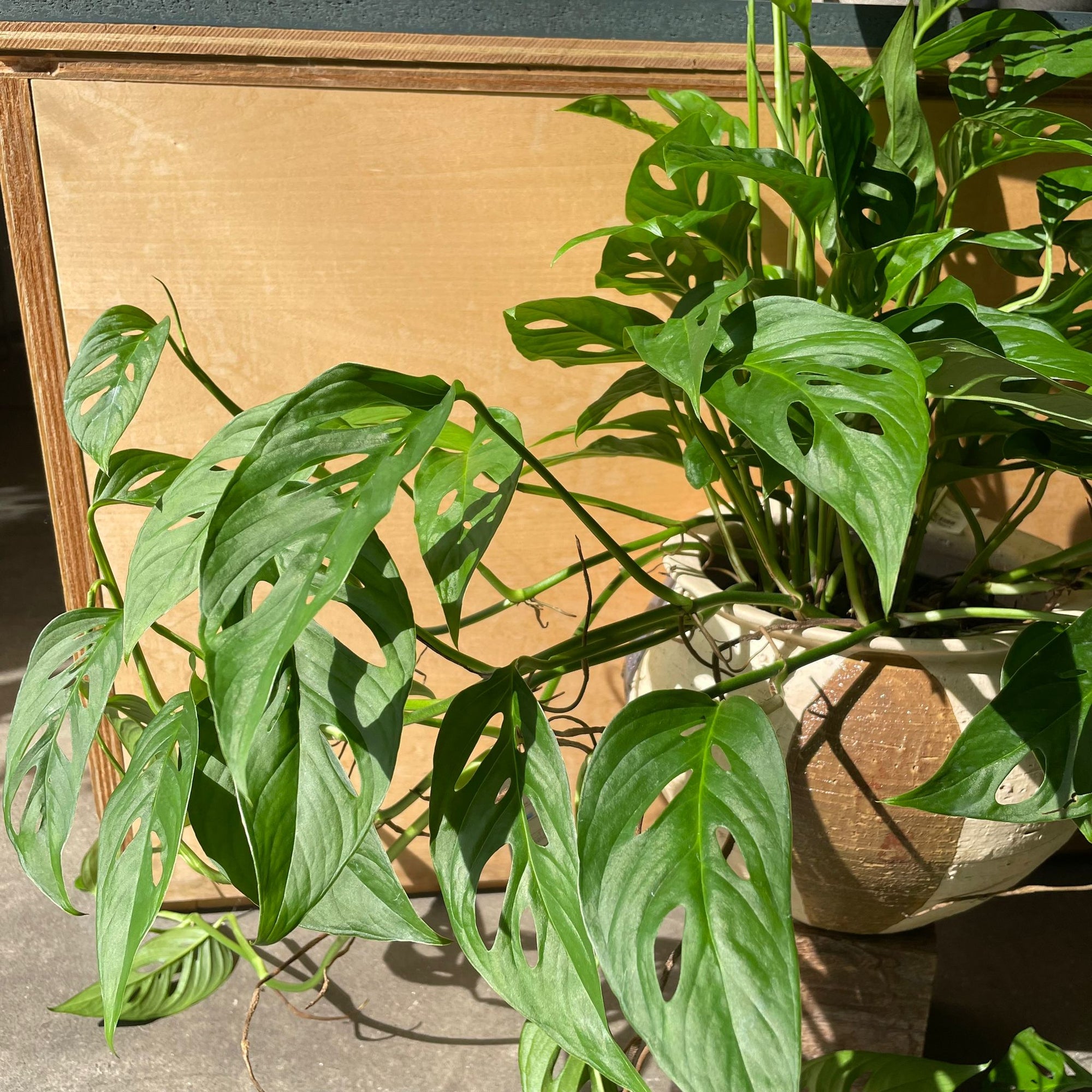Monstera obliqua ver.expilata モンステラ オブリクア・エクスピラータ