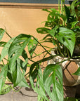 Monstera obliqua ver.expilata モンステラ オブリクア・エクスピラータ