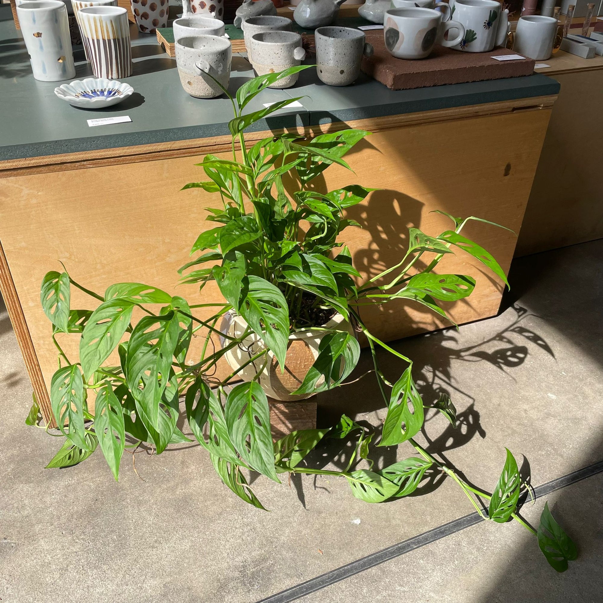 Monstera obliqua ver.expilata モンステラ オブリクア・エクスピラータ