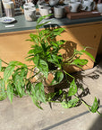 Monstera obliqua ver.expilata モンステラ オブリクア・エクスピラータ