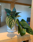 Syngonium podophyllum ・Chocolate シンゴニウム・チョコレート