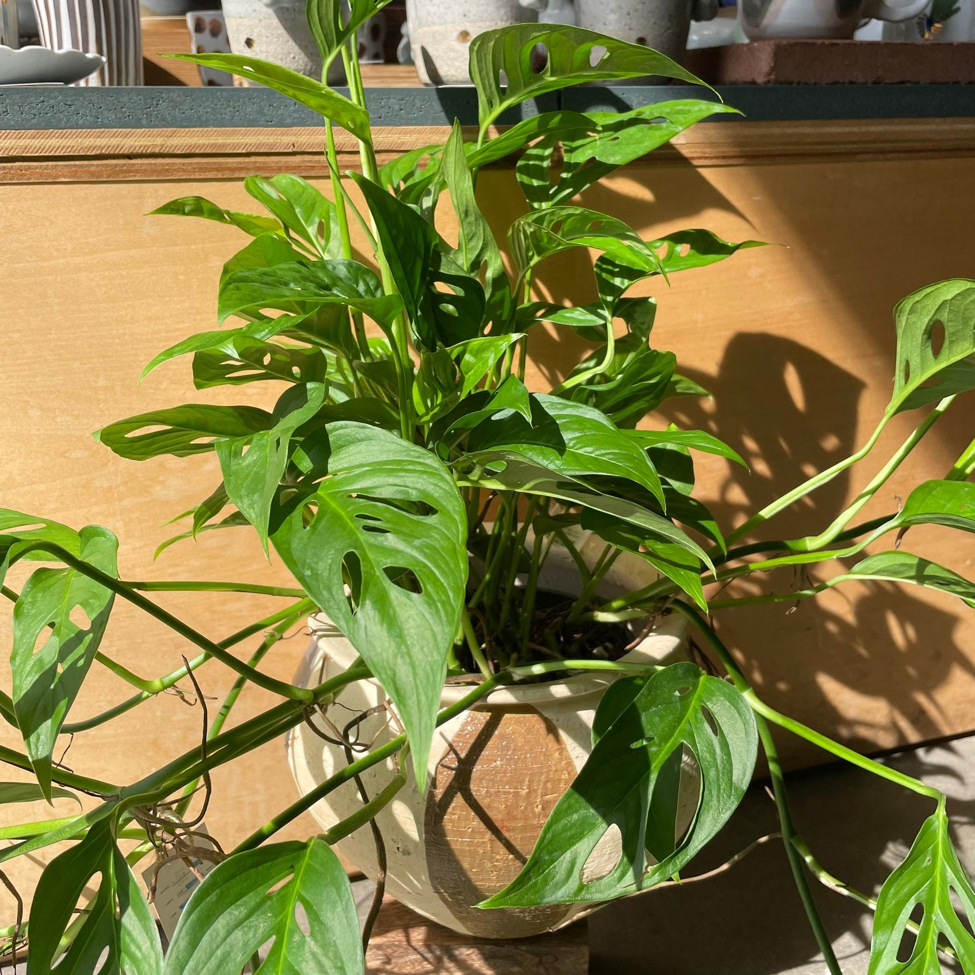 Monstera obliqua ver.expilata モンステラ オブリクア・エクスピラータ