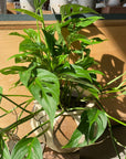 Monstera obliqua ver.expilata モンステラ オブリクア・エクスピラータ