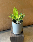 Aglaonema ‘Lemon Beauty’ アグラオネマ レモンビューティ Size 2