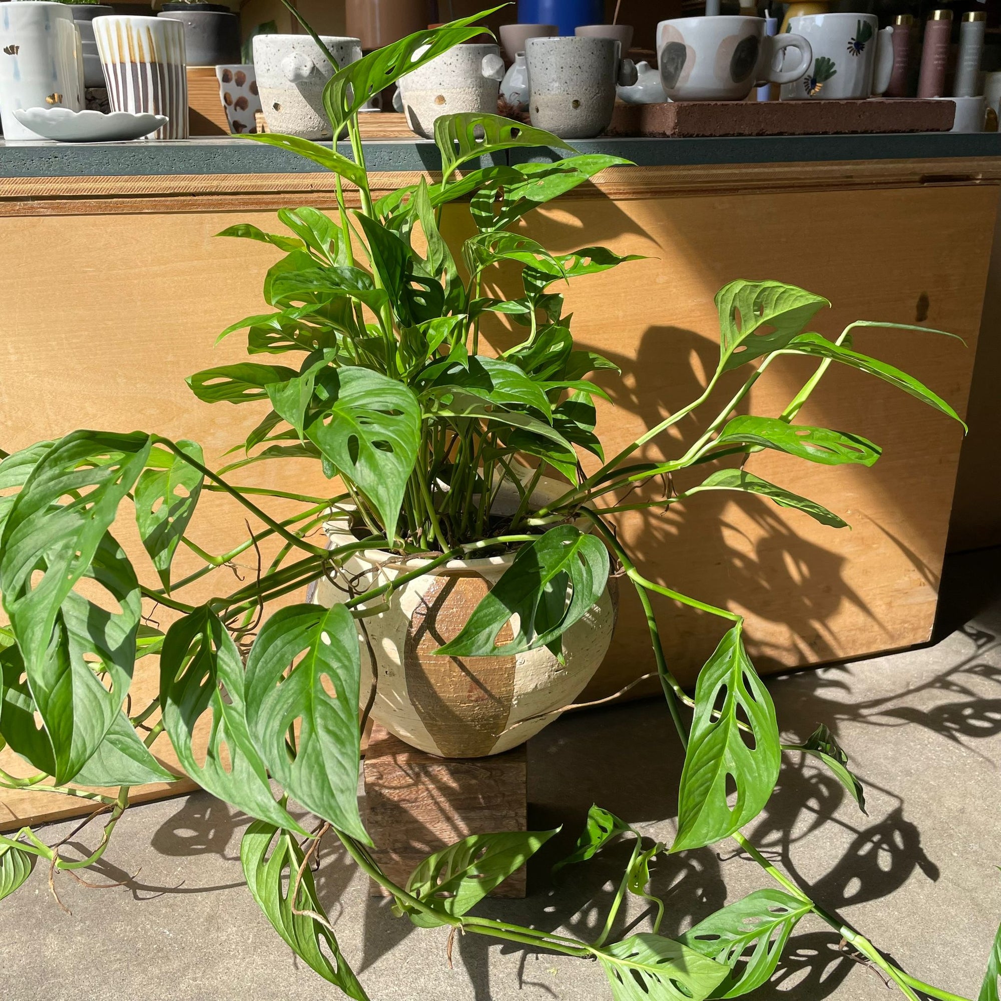 Monstera obliqua ver.expilata モンステラ オブリクア・エクスピラータ