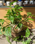 Monstera obliqua ver.expilata モンステラ オブリクア・エクスピラータ