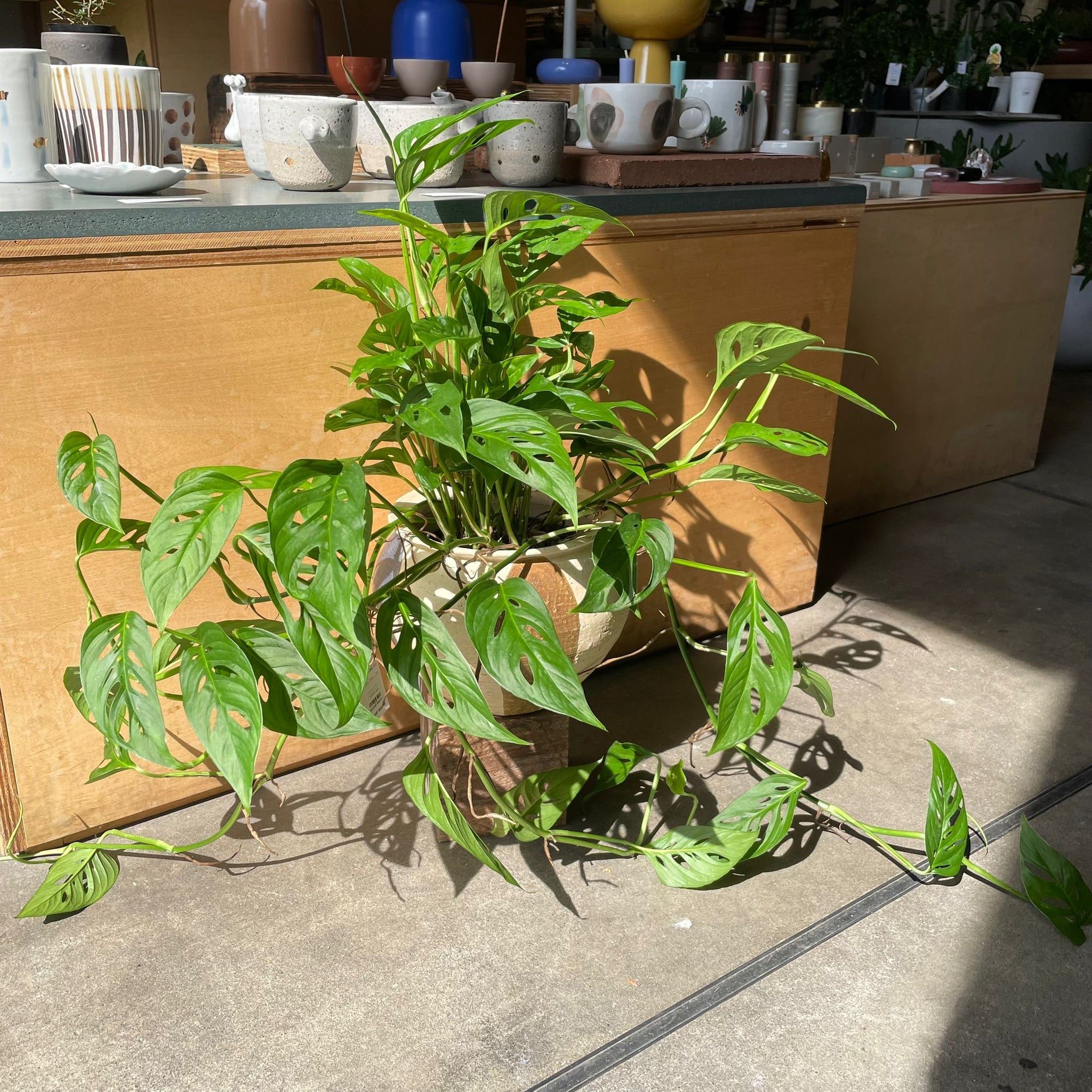 Monstera obliqua ver.expilata モンステラ オブリクア・エクスピラータ