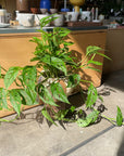 Monstera obliqua ver.expilata モンステラ オブリクア・エクスピラータ