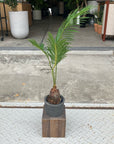Sago Cycas(Zamia)ザミア