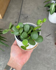 Peperomia hope ペペロミア ホープ