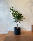 Metal Cylinder Planter Cover メタルシリンダープランターカバー