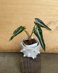 Alocasia アロカシア バンビーノ Size 3