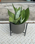 Snake plant サンスベリア ムーンシャイン Size 4