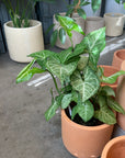 Syngonium podophyllum ‘white butterfly’ シンゴニウム ・ ホワイトバタフライ