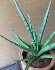 Snake Plant (Sansevieria gracilis) サンスベリア グラシリス