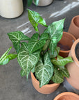 Syngonium podophyllum ‘white butterfly’ シンゴニウム ・ ホワイトバタフライ