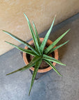 Snake Plant (Sansevieria gracilis) サンスベリア グラシリス