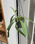 Anthurium Vittarifolium アンスリウム ビッタリフォリウム Size 4