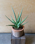 Snake Plant (Sansevieria gracilis) サンスベリア グラシリス