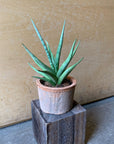 Snake Plant (Sansevieria gracilis) サンスベリア グラシリス