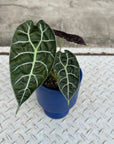 Alocasia 'Watsonia アロカシア ワトソニア Size 3
