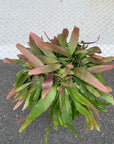 Pseudorhipsalis ramulosa リプサリス・ラムローサ