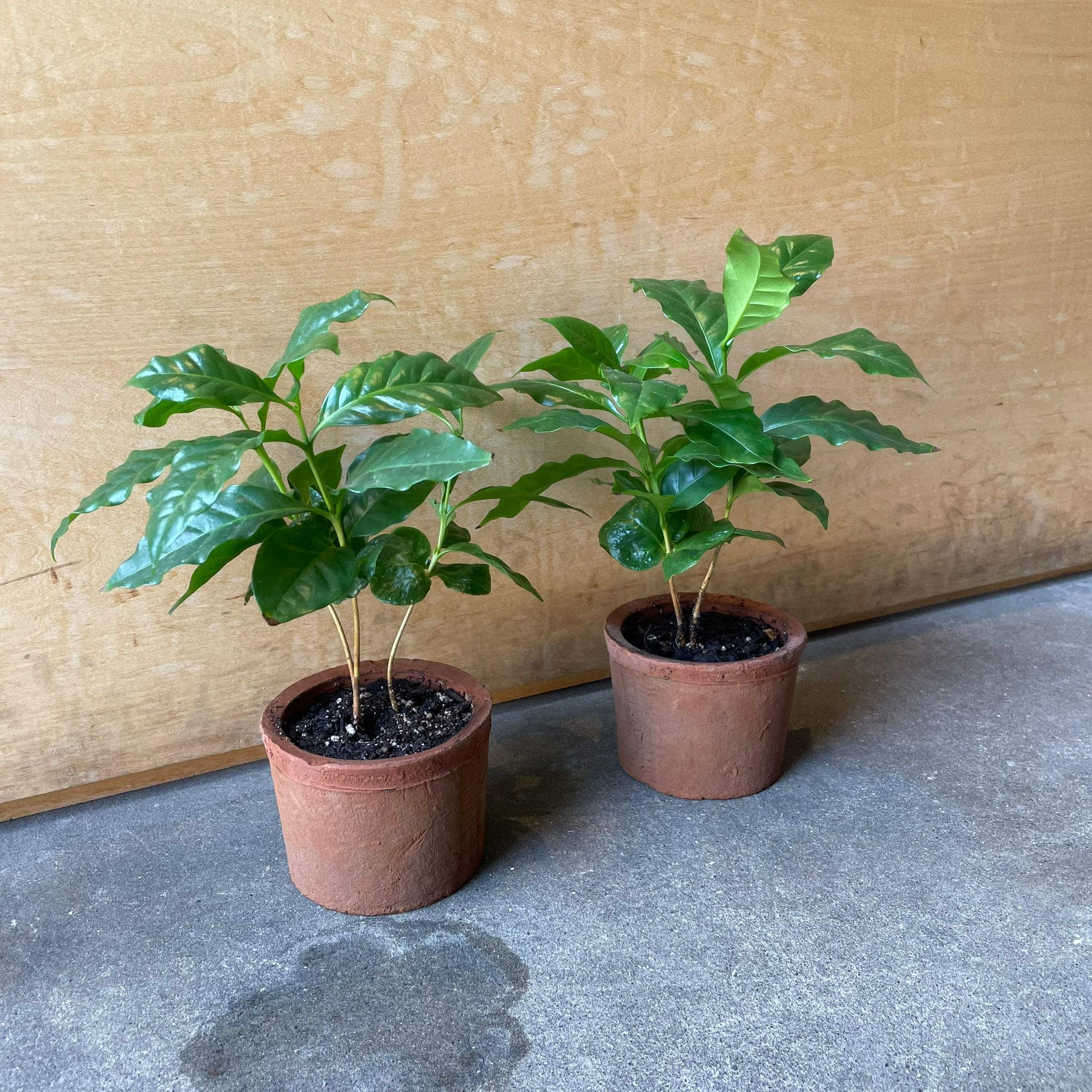 jun　コーヒーの木 jun コーヒーの木 コーヒーの木 6号 | 観葉植物 | 送料無料で