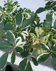 Dwarf Umbrella Tree   シェフレラ カポック 白斑入り