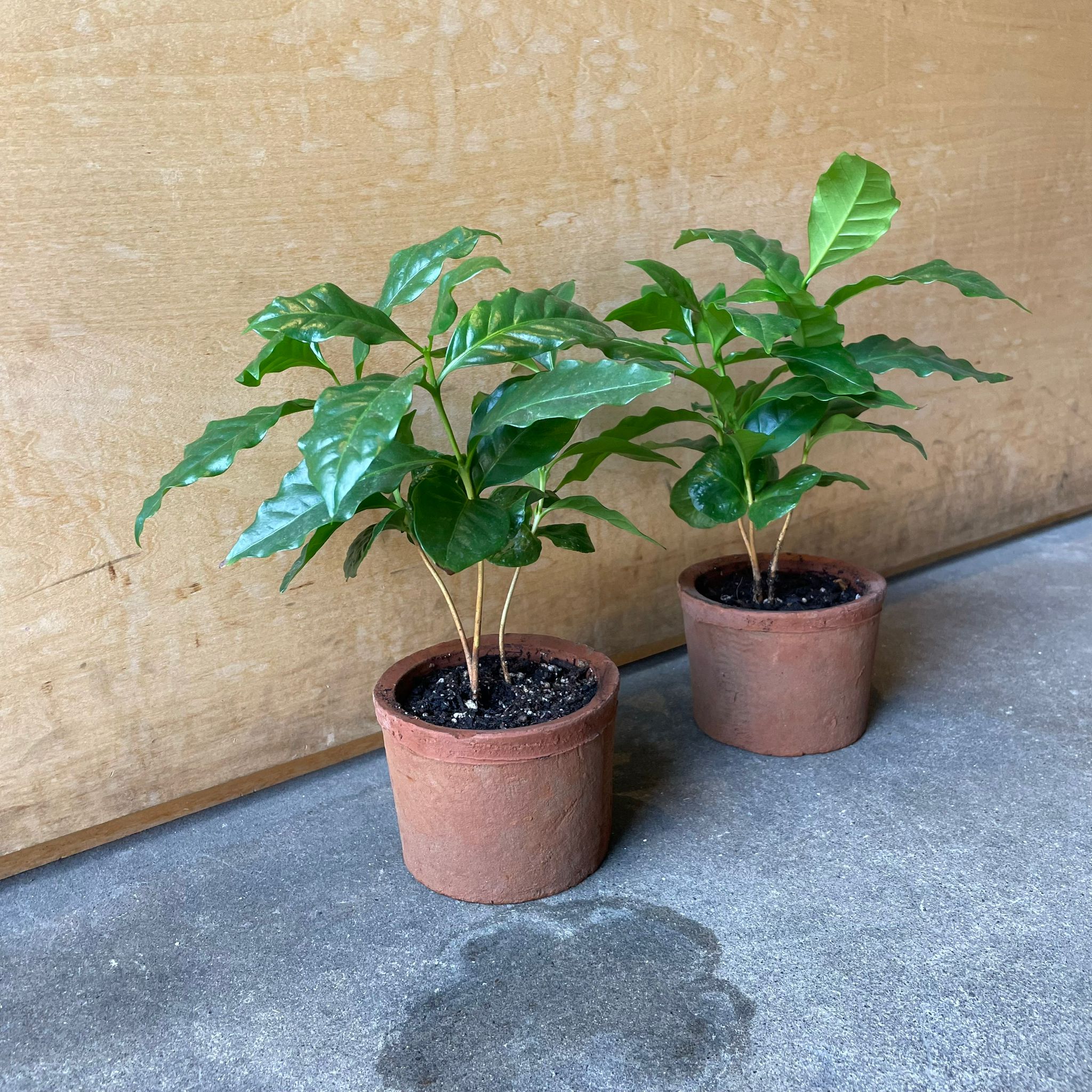 【大苗】コーヒーの木2本・ツヤのある元気葉・90cm以上 コーヒーの木 陶器鉢植え・Sサイズ（マットシリーズ/ボール