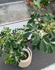 Dwarf Umbrella Tree   シェフレラ カポック 白斑入り