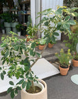 Dwarf Umbrella Tree   シェフレラ カポック 白斑入り