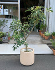 Dwarf Umbrella Tree   シェフレラ カポック 白斑入り