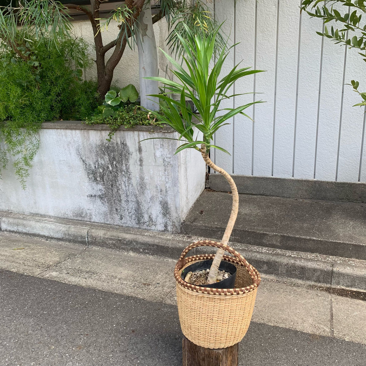 ドラセナ 観葉植物 ドラセナ ソング オブ インディア 10号 アルマ ミドル 付き