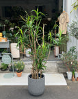 Good Luck Plant コルジリネ ストリクタ (青ドラ)