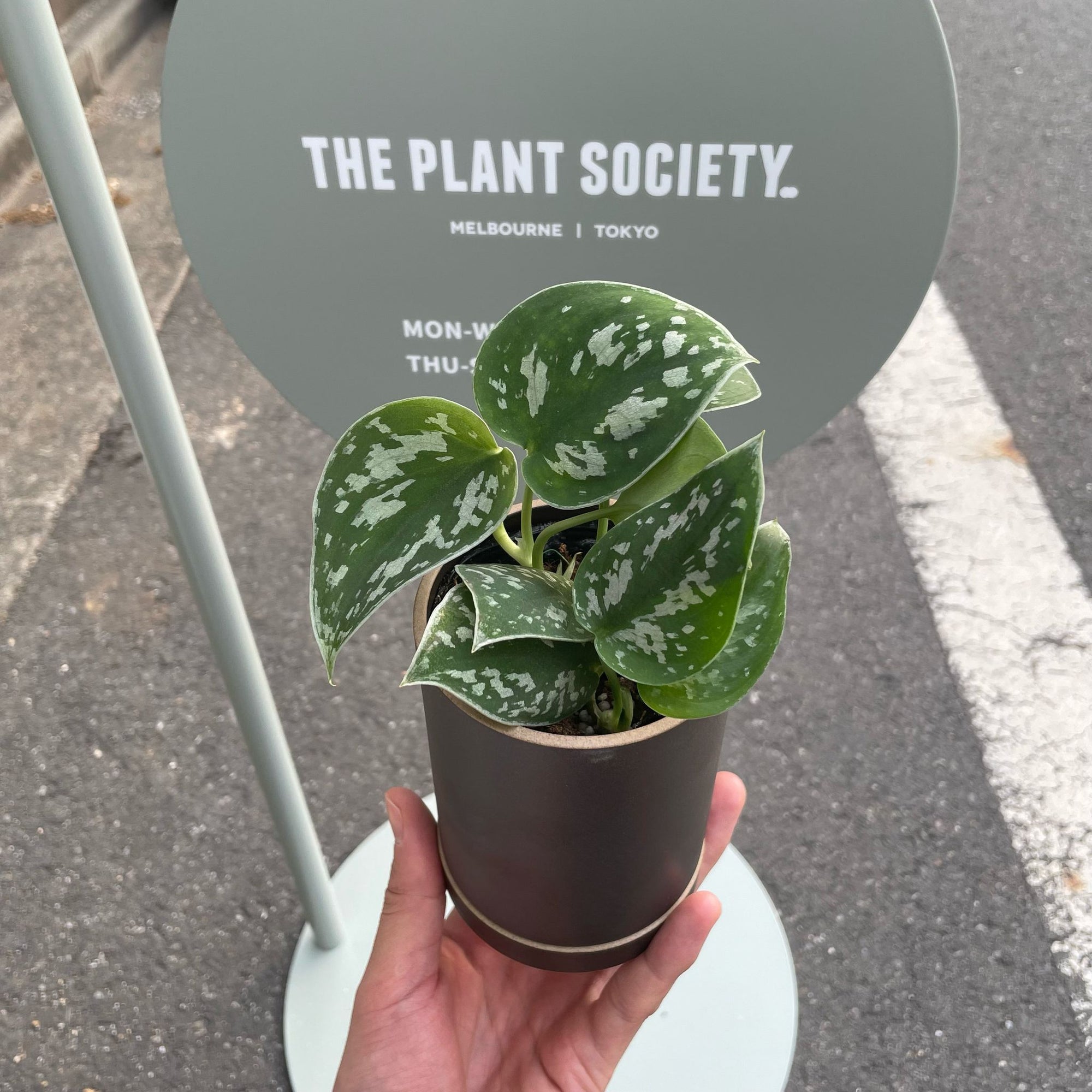 Satin Pothos スキンダプサス アルギラウス