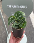 Satin Pothos スキンダプサス アルギラウス