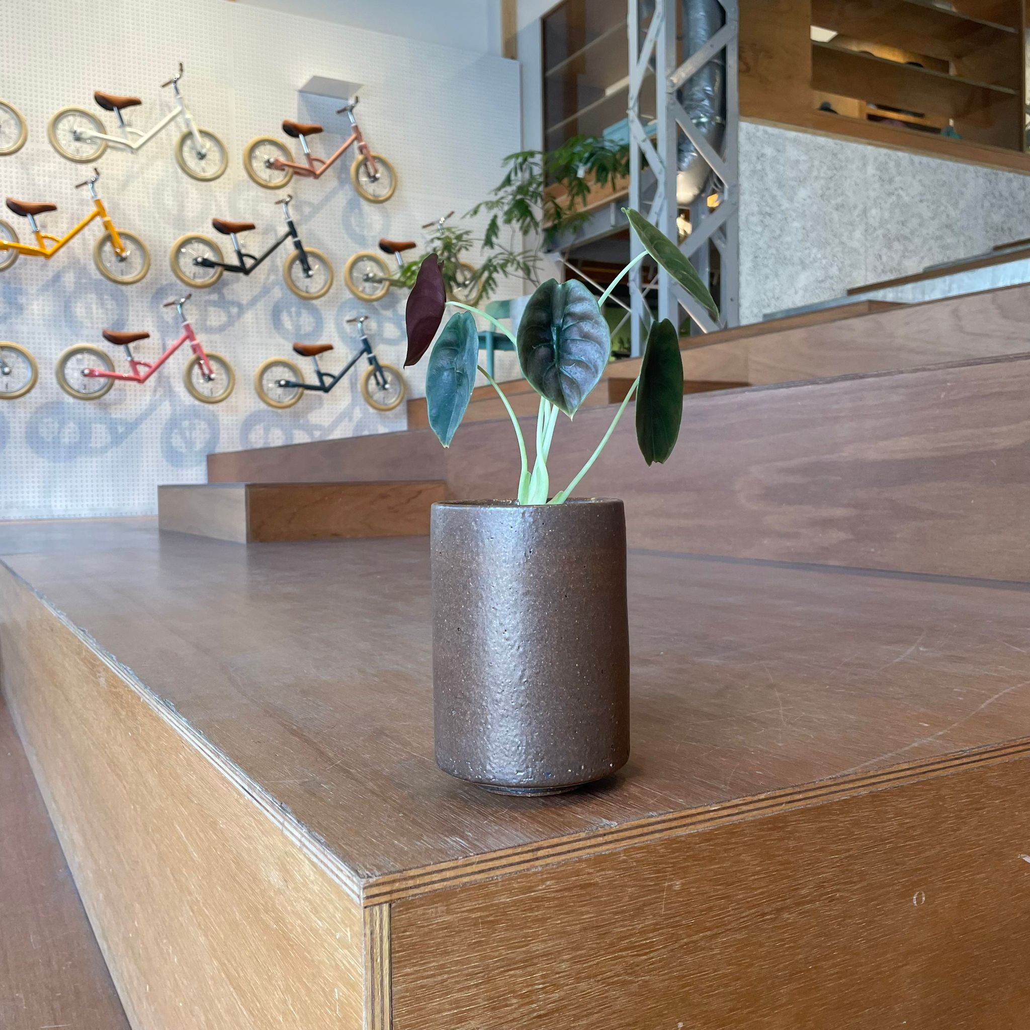 ThePlantSociety_20.jpg?v=