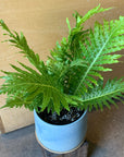 Blechnum gibbum 'Silver lady' ブレクナム シルバーレディ