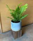 Blechnum gibbum 'Silver lady' ブレクナム シルバーレディ