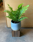 Blechnum gibbum 'Silver lady' ブレクナム シルバーレディ