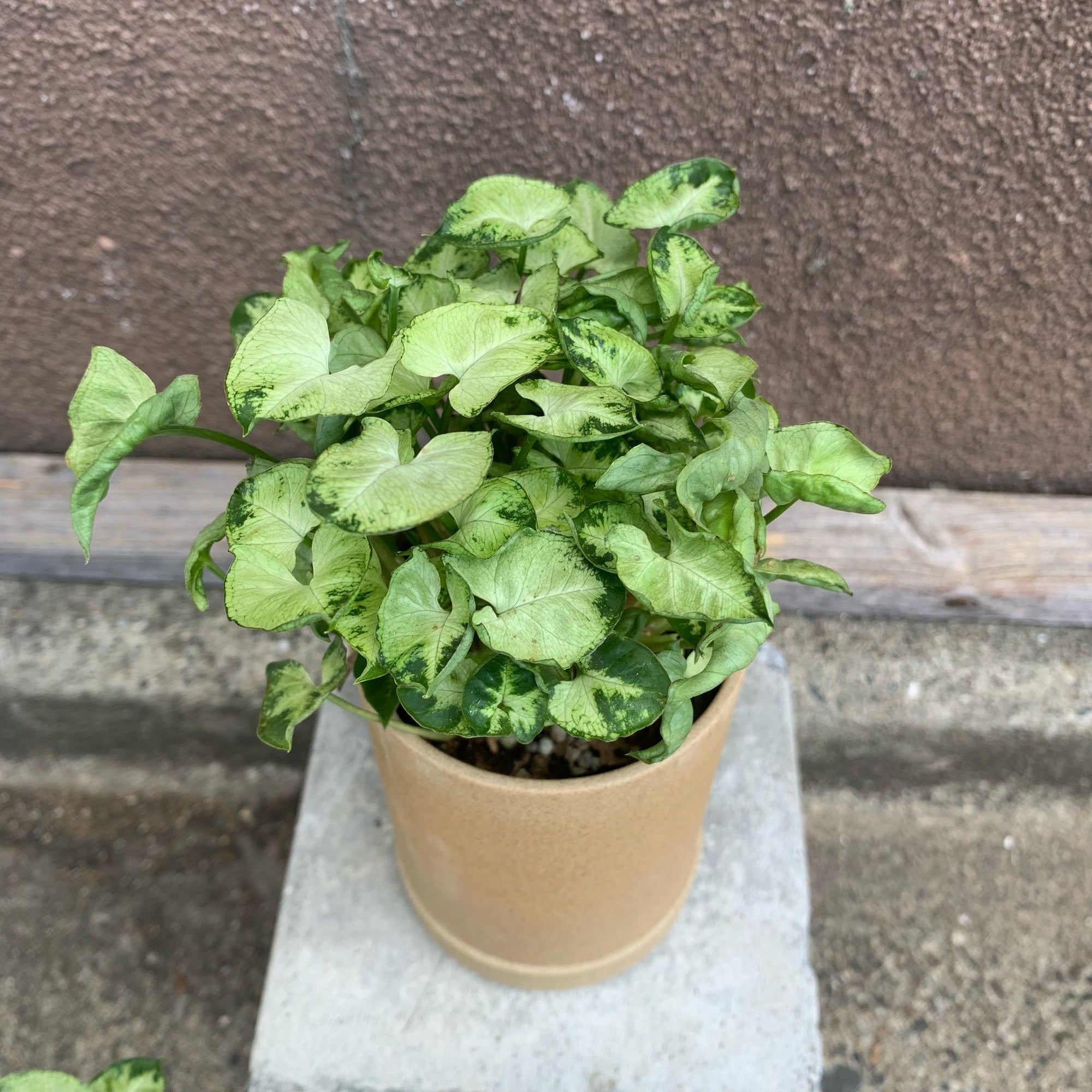 Arrowhead plant シンゴニウム ・ マッキー