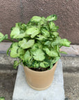 Arrowhead plant シンゴニウム ・ マッキー