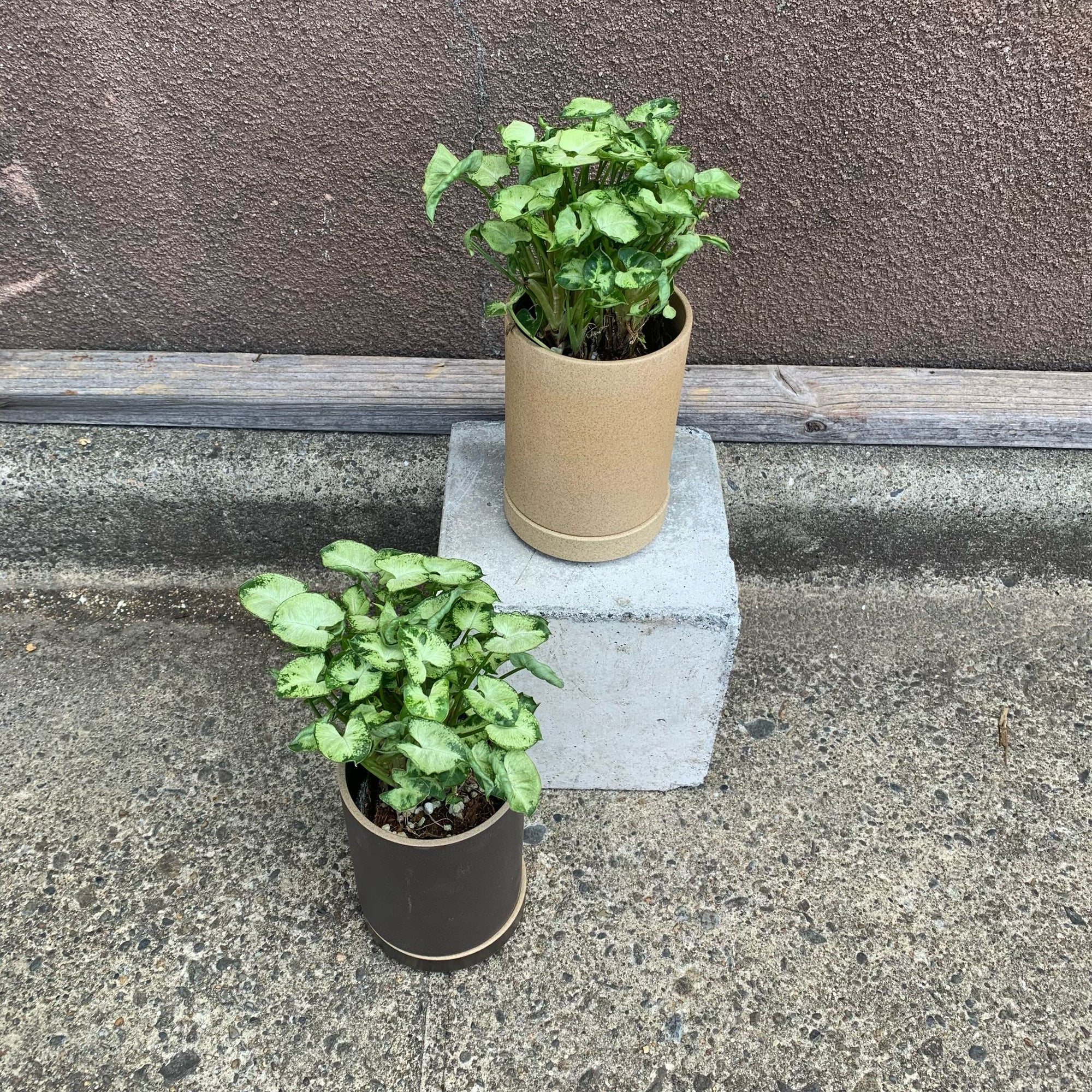 Arrowhead plant シンゴニウム ・ マッキー