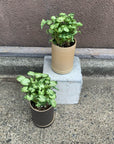 Arrowhead plant シンゴニウム ・ マッキー
