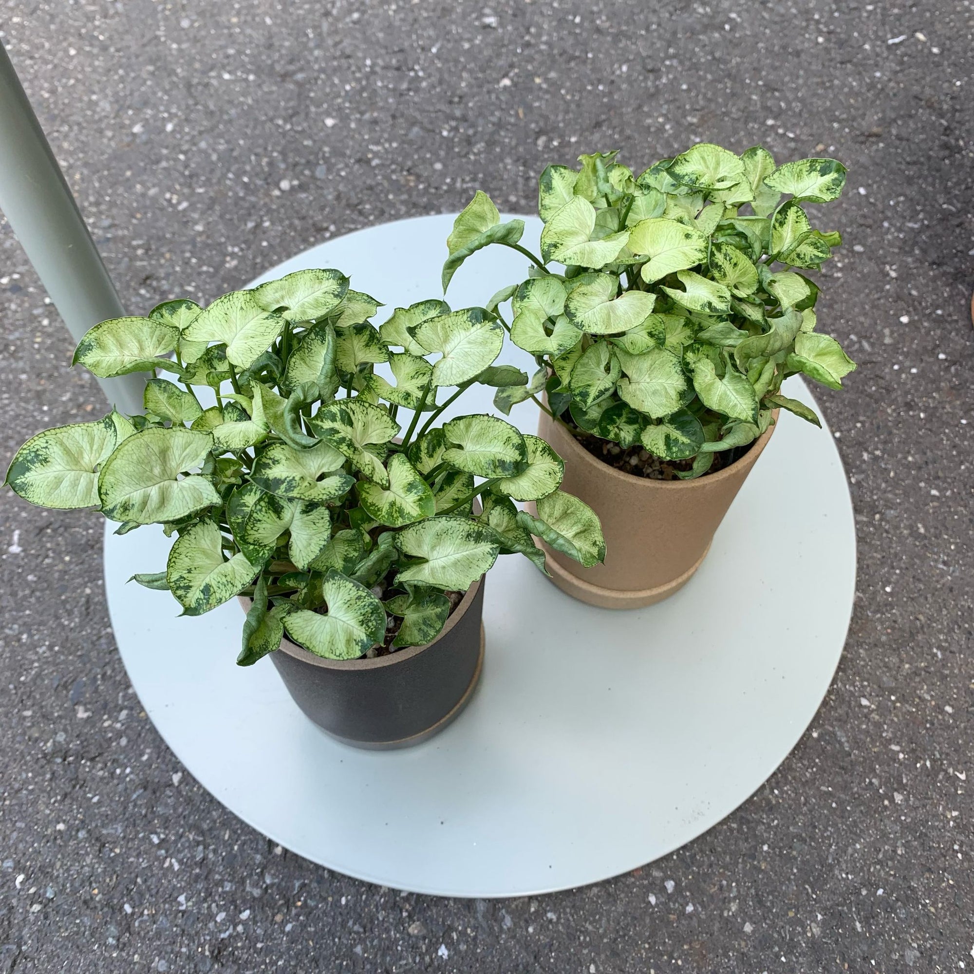 Arrowhead plant シンゴニウム ・ マッキー