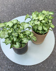 Arrowhead plant シンゴニウム ・ マッキー