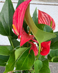 Anthurium アンスリウム ピンクロワイヤル