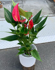 Anthurium アンスリウム ピンクロワイヤル