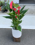 Anthurium アンスリウム ピンクロワイヤル